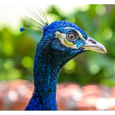 Hotel Boutique El Rancho Olivo Villamontes エクステリア 写真